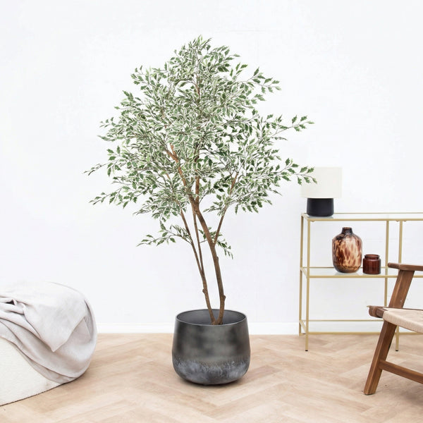 Kunst Ficus Benjamina variegata - 185cm kopen bij Green Bubble