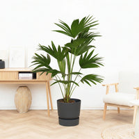 Livistona - 120 cm