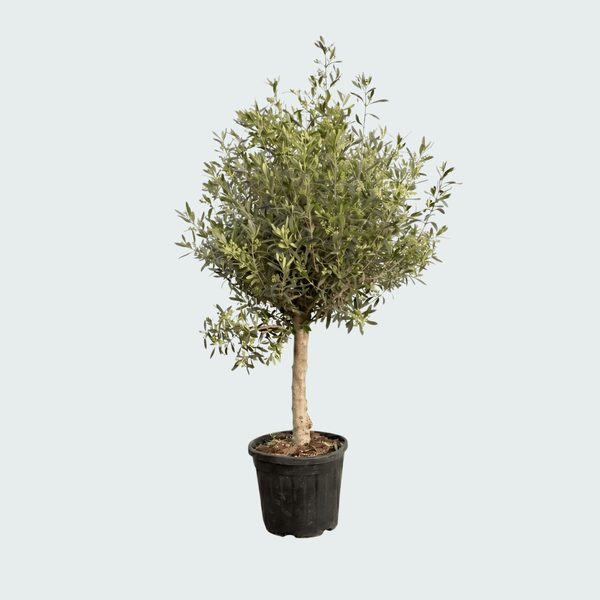 Olijfboom Olea Europaea Lorc - 160cm / stamomtrek 18 - 22cm kopen bij Green Bubble