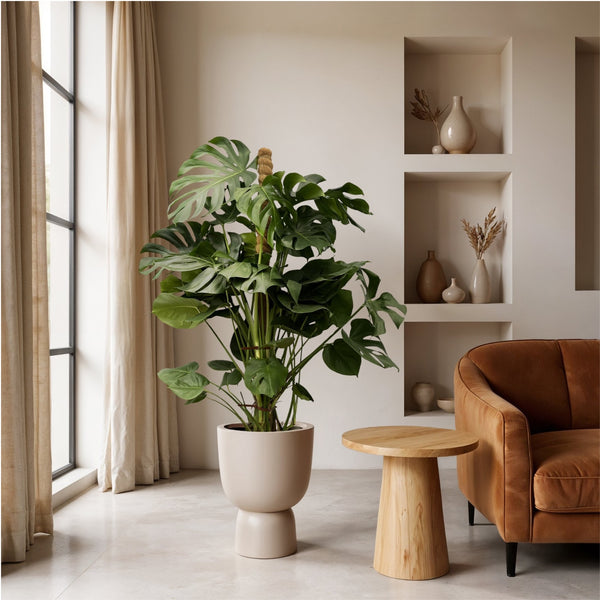 Monstera Deliciosa XXL - 150cm kopen bij Green Bubble