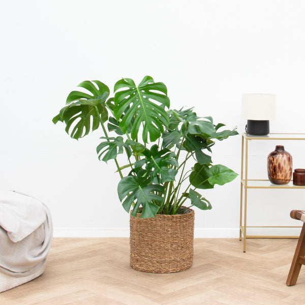 Monstera Deliciosa - 110cm kopen bij Green Bubble