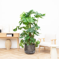 Monstera Deliciosa XXL - 180cm