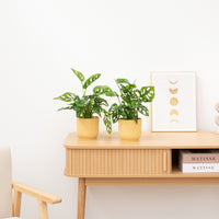 2 x Monstera Monkey Leaf - 25cm