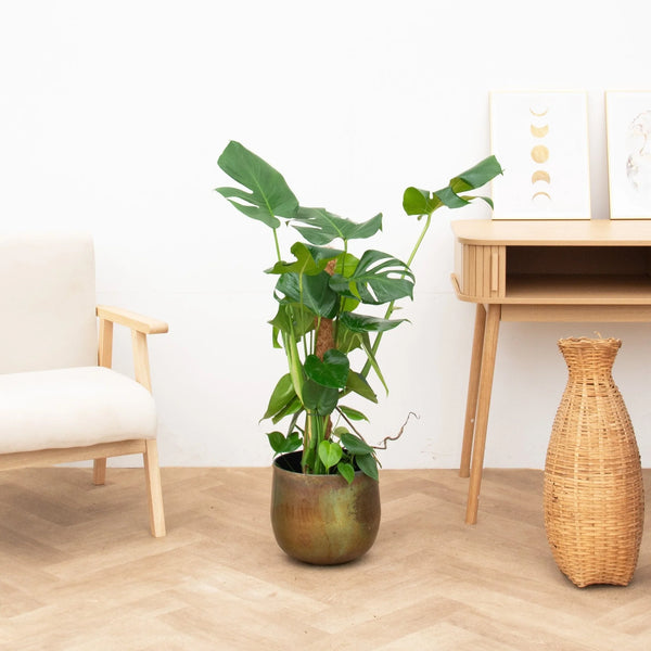 Monstera Deliciosa Mosstok - 90cm kopen bij Green Bubble