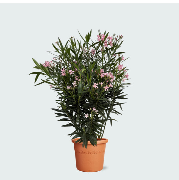 Nerium Oleander struik - 110 cm kopen bij Green Bubble