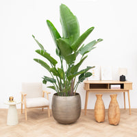Strelitzia Nicolai de luxe XXL - 250cm