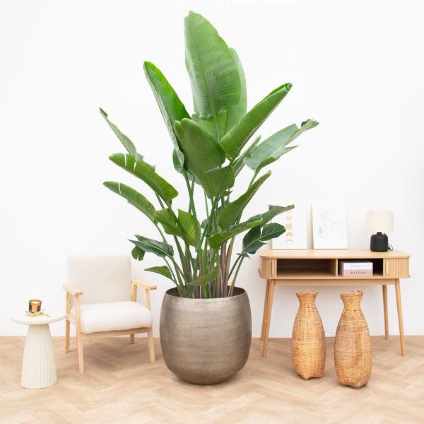 Strelitzia Nicolai de luxe XXL - 250cm kopen bij Green Bubble