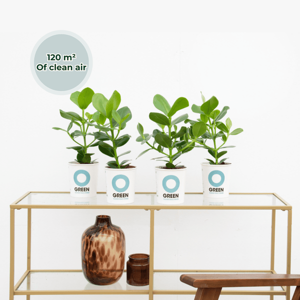 Ogreen - Booster kopen bij Green Bubble