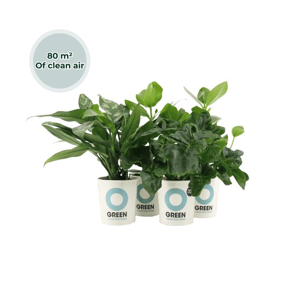 Ogreen - Easy Care kopen bij Green Bubble