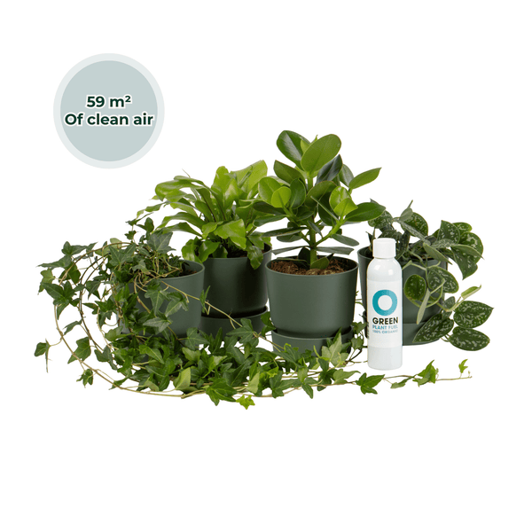 Ogreen - Forest kopen bij Green Bubble
