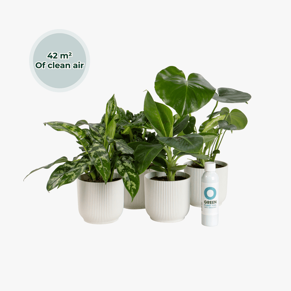 Ogreen - Glacier kopen bij Green Bubble