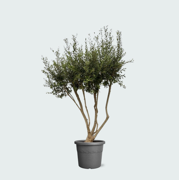 Olea Europaea Cultivo vertakt XXL - 210cm kopen bij Green Bubble