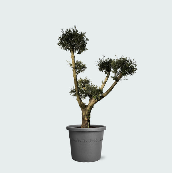 Olijfboom Olea Europaea Pom Pon Plateau - 160cm kopen bij Green Bubble