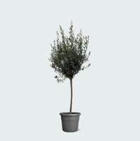 Olea Europaea op stam - 160cm