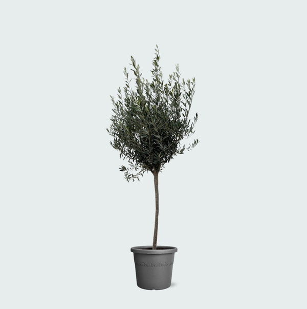 Olea Europaea op stam - 160cm kopen bij Green Bubble