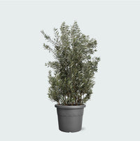 Olea Europaea olijf struik - 225cm