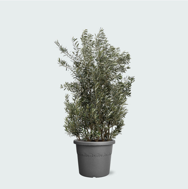 Olea Europaea olijf struik - 225cm kopen bij Green Bubble