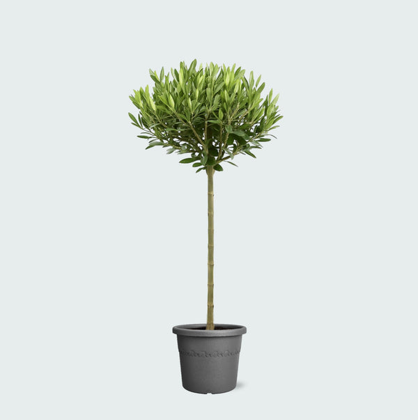 Olea Europaea op stam - 100 cm kopen bij Green Bubble