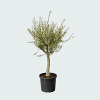 Olea Lorc XL vertakt - 220cm