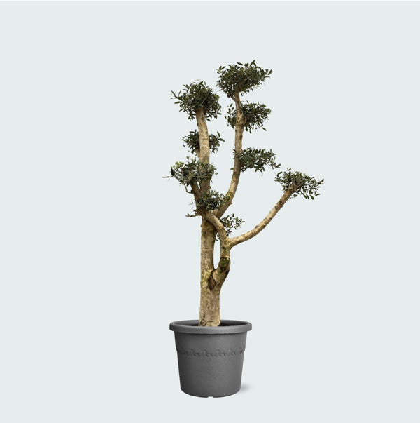 Olea Pom Pon XL - 200 cm kopen bij Green Bubble