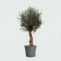 Olijfboom Olea Europaea Bonsai - 200cm / stamomtrek 45 - 60cm