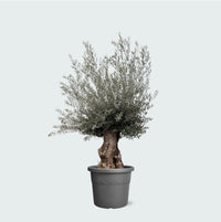 Olijfboom Olea Europaea bonsai XXL - 270cm