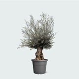 Product afbeelding 1