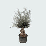 Product afbeelding 6