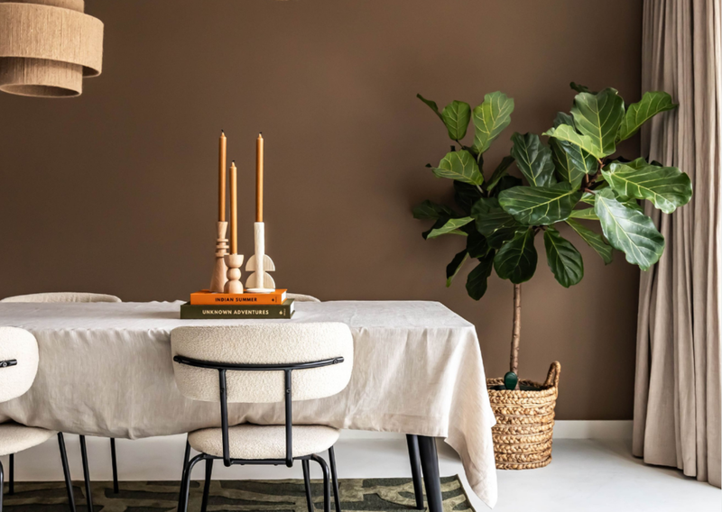 Entretien du Ficus verzorging - Green Bubble