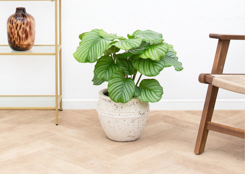 Care Calathea verzorging - Green Bubble