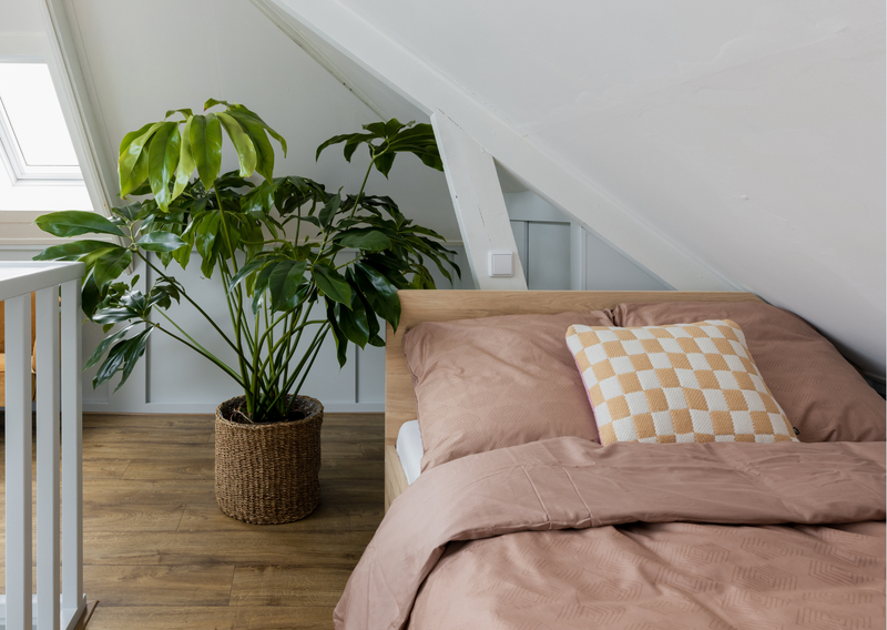 Philodendron care verzorging - Green Bubble