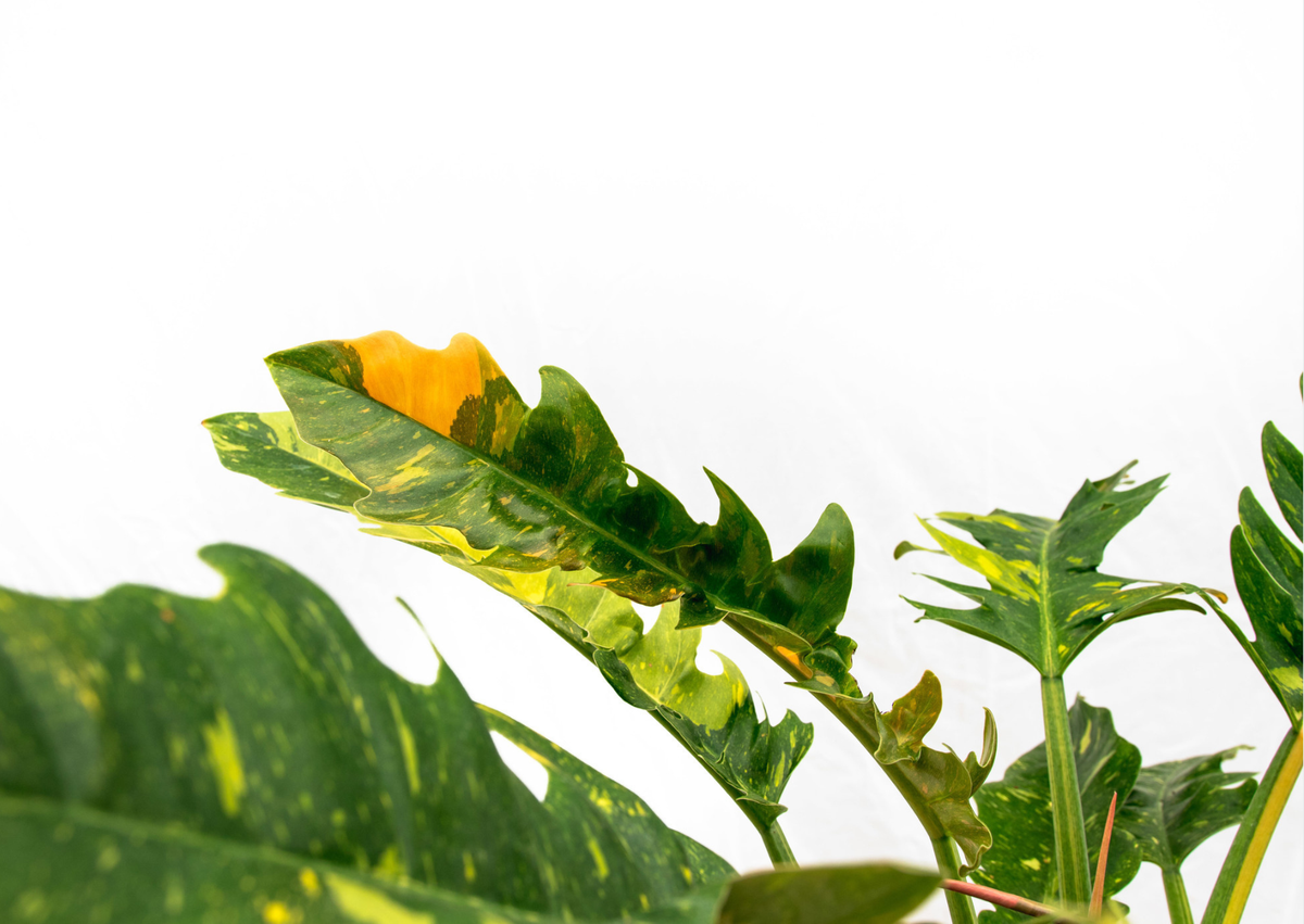 Philodendron care verzorging - Green Bubble