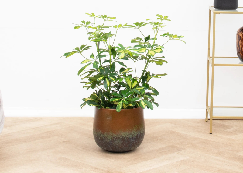 Skötsel av Schefflera verzorging - Green Bubble