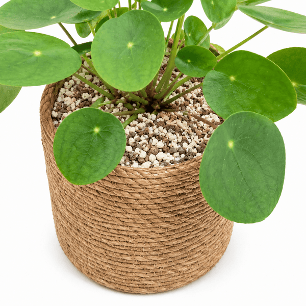 Hydrocultuur