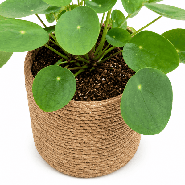 Potgrond