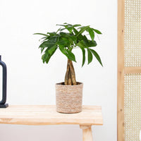 Pachira Aquatica - 45 cm