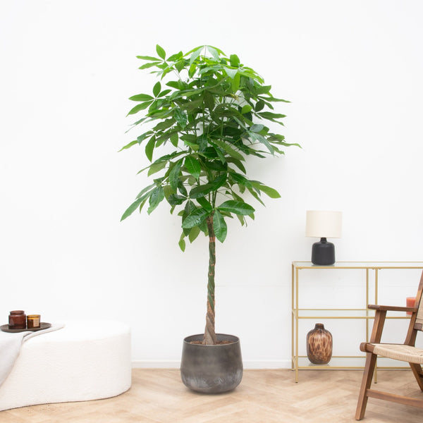 Pachira aquatica - 200cm kopen bij Green Bubble