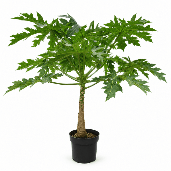 Papaya - 150cm kopen bij Green Bubble