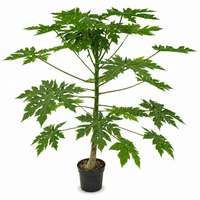 Papaya - 180cm