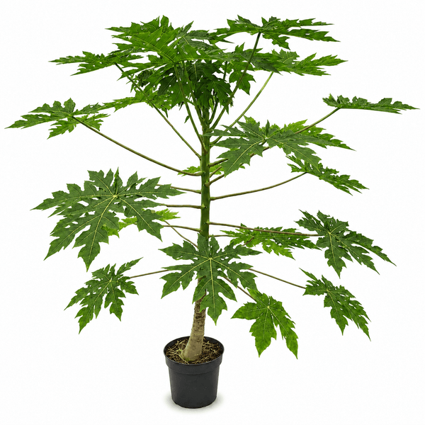 Papaya - 180cm kopen bij Green Bubble