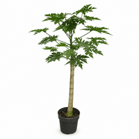 Papaya - 225cm