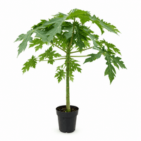 Papaya - 50cm