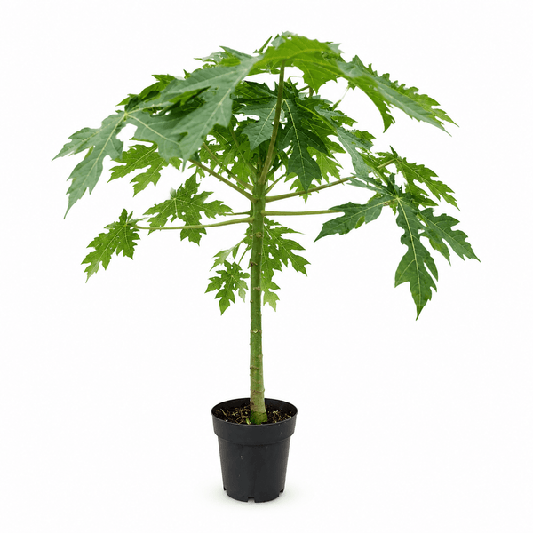 Papaya - 50cm kopen bij Green Bubble