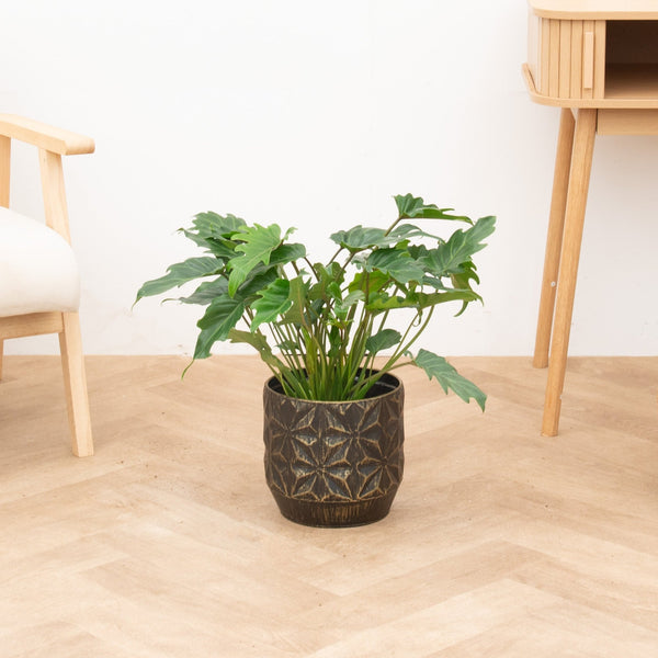 Philodendron Xanadu - 70cm kopen bij Green Bubble