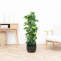 Philodendron Brasil gaasrek - 120 cm