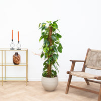 Philodendron Brasil mosstok - 120cm 