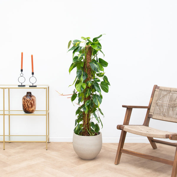 Philodendron Brasil mosstok - 120cm  kopen bij Green Bubble
