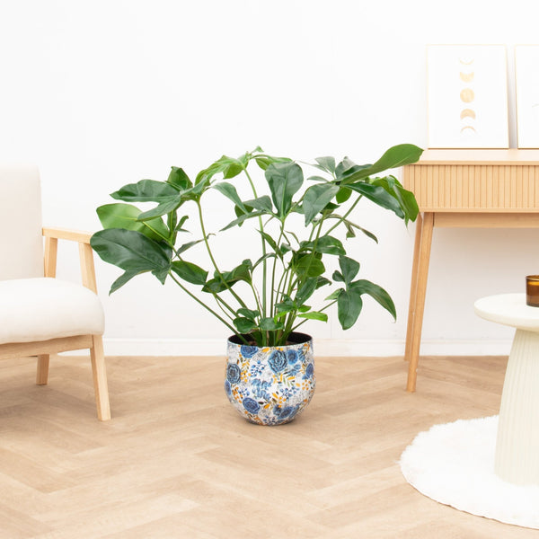 Philodendron Green Wonder - 120 cm  kopen bij Green Bubble