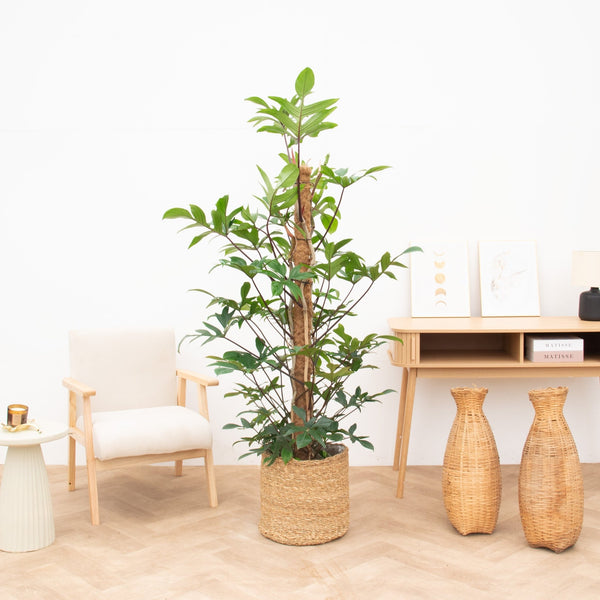 Philodendron Pedatum - 170cm kopen bij Green Bubble
