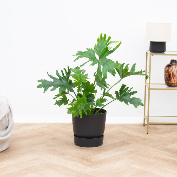 Philodendron Selloum - 80cm kopen bij Green Bubble